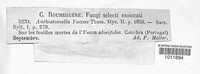 Anthostomella yuccae image